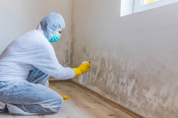 Licensed Black Mold Removal service in Helmetta, NJ - WQB Mold Removal