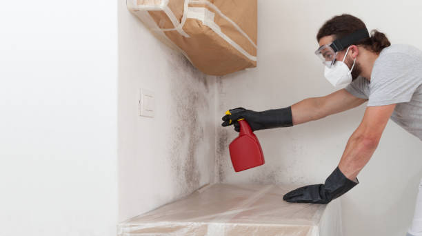 Professional Black Mold Removal technician working in Helmetta, NJ