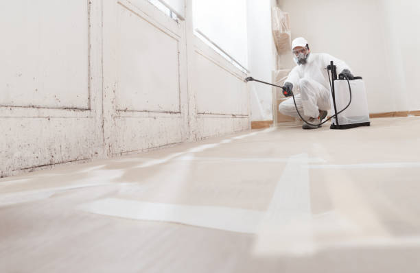 24/7 Emergency Black Mold Removal experts in Helmetta, NJ