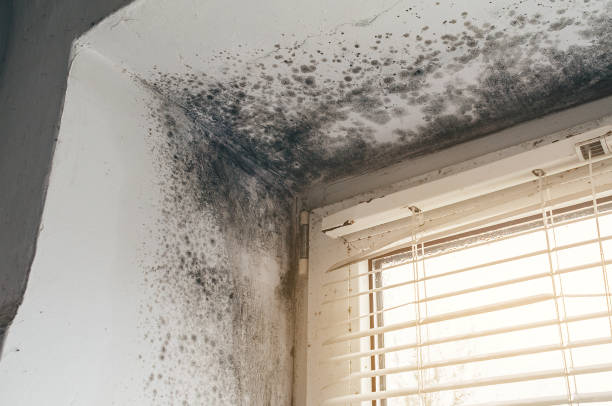 Affordable Black Mold Removal solutions in Helmetta, NJ